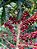 Café Catuaí Vermelho – Coffea sp. - Imagem 6