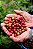 Café Catuaí Vermelho – Coffea sp. - Imagem 7