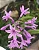 Alho-social - Tulbaghia violacea - Imagem 14