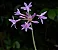 Alho-social - Tulbaghia violacea - Imagem 13