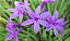 Alho-social - Tulbaghia violacea - Imagem 9