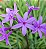 Alho-social - Tulbaghia violacea - Imagem 7
