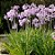 Alho-social - Tulbaghia violacea - Imagem 12