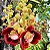 Abricó de Macaco - Couroupita guianensis - Imagem 3