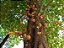 Abricó de Macaco - Couroupita guianensis - Imagem 13