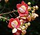 Abricó de Macaco - Couroupita guianensis - Imagem 8