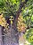 Abricó de Macaco - Couroupita guianensis - Imagem 9
