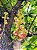 Abricó de Macaco - Couroupita guianensis - Imagem 5