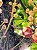 Abricó de Macaco - Couroupita guianensis - Imagem 6