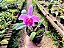 Laelia Pumila - Imagem 4
