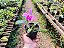 Laelia Pumila - Imagem 2