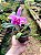 Laelia Pumila - Imagem 1