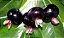 Grumixama – Eugenia brasiliensis - Imagem 3