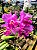 Cattleya Hibrida 30 - Imagem 1