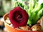 Huernia macrocarpa - Imagem 4