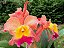 BLC Exotic Dream - Imagem 2