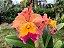 BLC Exotic Dream - Imagem 3