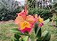 BLC Exotic Dream - Imagem 4
