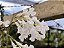 Rodriguezia Decora Semi Alba - Imagem 3