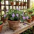 Barleria Cristata - Violeta filipina - Imagem 2