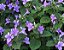 Barleria Cristata - Violeta filipina - Imagem 2
