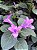 Barleria Cristata - Violeta filipina - Imagem 5