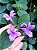 Barleria Cristata - Violeta filipina - Imagem 1