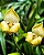 Maxillaria egertoniana - Imagem 2