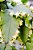 Rhipsalis Elíptica - Imagem 1