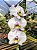 Phalaenopsis Branca com Púrpura - Imagem 2