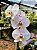Phalaenopsis Branca com Púrpura - Imagem 1