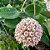 Hoya verticillata - Imagem 2