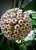 Hoya verticillata - Imagem 1
