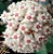 Hoya verticillata - Imagem 8