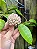 Hoya verticillata - Imagem 11