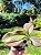 Hoya verticillata - Imagem 6