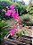 Primavera (Bungavilleae) Pink - Planta Grande - Imagem 3