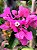 Primavera (Bungavilleae) Pink - Planta Grande - Imagem 1