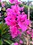 Primavera (Bungavilleae) Pink - Planta Grande - Imagem 4