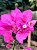 Primavera (Bungavilleae) Pink - Planta Grande - Imagem 5