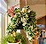 Hoya Carnosa Compacta Variegata - Imagem 2