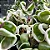 Hoya Carnosa Compacta Variegata - Imagem 3