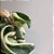 Hoya Carnosa Compacta Variegata - Imagem 5