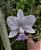 Cattleya Walkeriana Coerulea 'A15 do Caliman' - Imagem 1