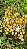 Wampee - Clausena lansium - Imagem 6