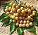 Wampee - Clausena lansium - Imagem 4