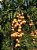 Wampee - Clausena lansium - Imagem 8