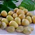 Wampee - Clausena lansium - Imagem 5