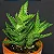 Aloe juvenna - Aloe Tigre - Imagem 7