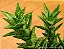 Aloe juvenna - Aloe Tigre - Imagem 4